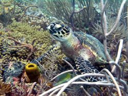 Turtle in Tobago , taken in shallow water on Kariwack ree... by Matt Smith 